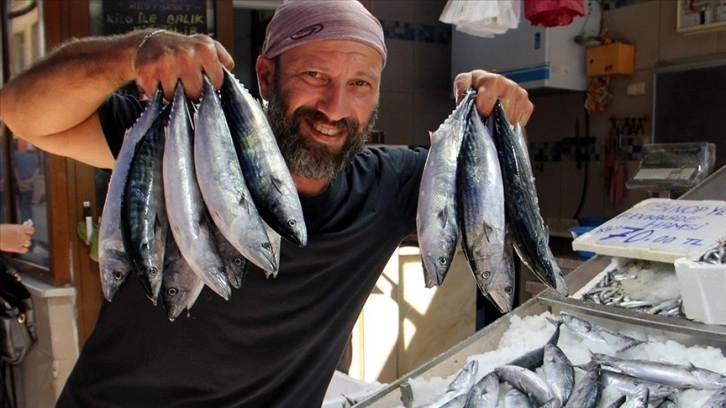 Karadeniz'de palamut ağlara takıldı