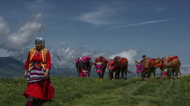 Karadeniz'de yaylacıların göç yolculuğu başladı