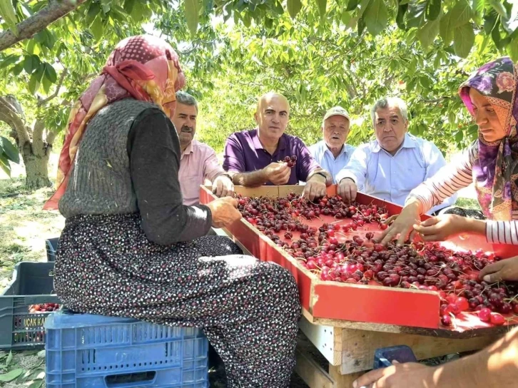 Karaman Ziraat Odası Başkanı Bayram: "Tüccar şu an 28-32 kalibre boyundaki kiraza 15 lira fiyat veriyor"
