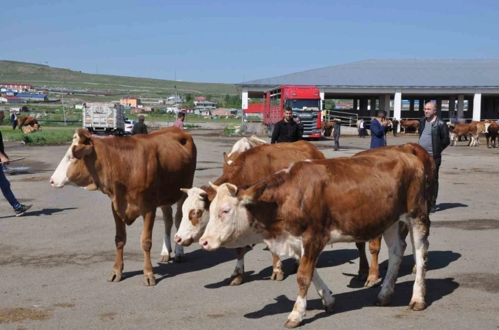 Kars Hayvan Pazarı’nda durgunluk yaşanıyor
