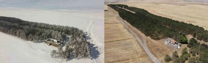 Kars’ta 20 bin çam ağacı görenleri büyülüyor
