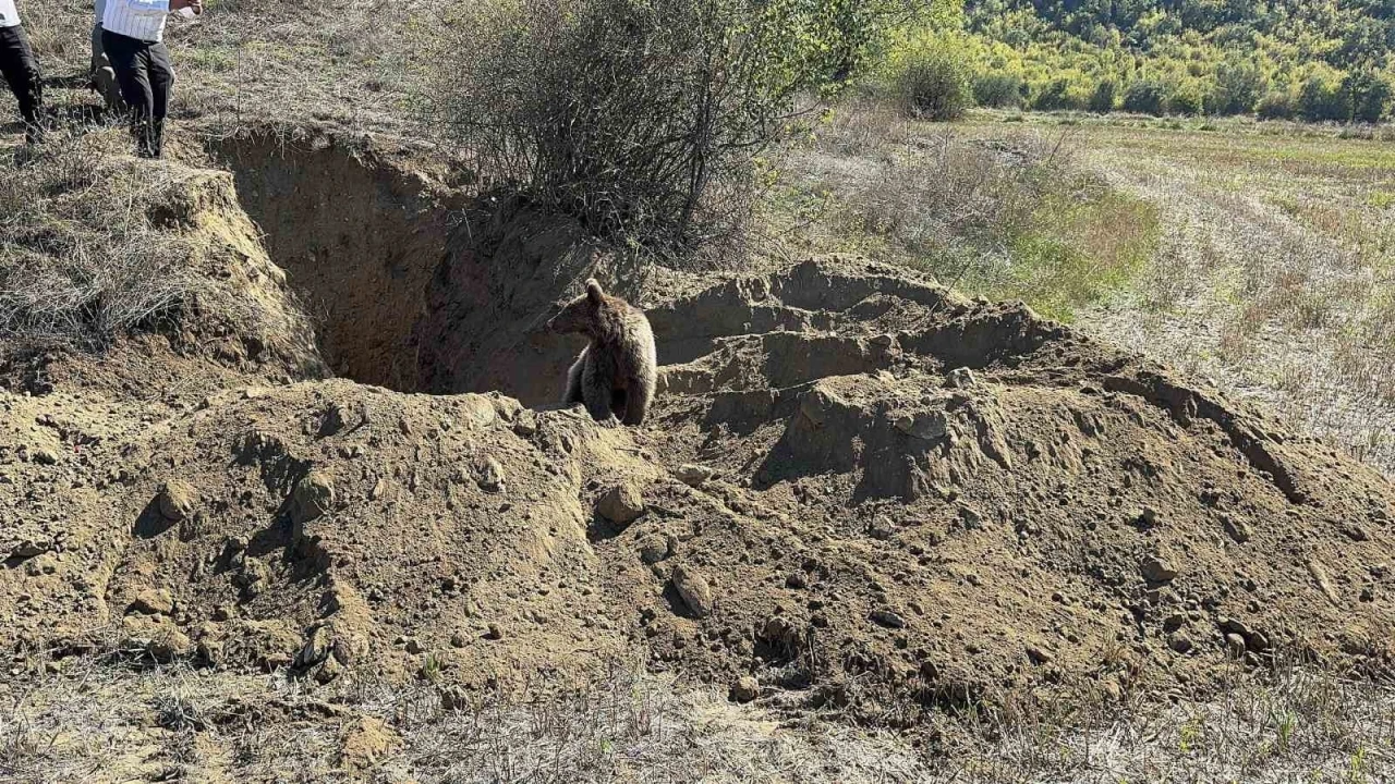 Kastamonu’da definecilerin kazdığı çukura düşen yavru ayı kurtarıldı