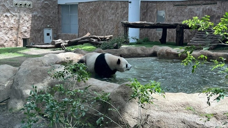 Katar'ın sevimli panda çifti, Orta Doğu'da bir ilke imza atıyor