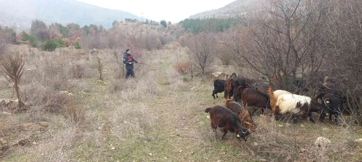 Kaybolan 70 küçükbaş hayvan jandarma ekiplerince bulundu
