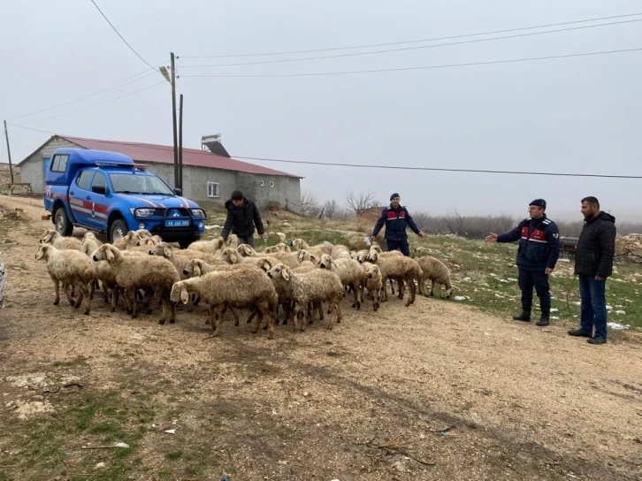 Kayıp hayvanlar dron ile bulundu