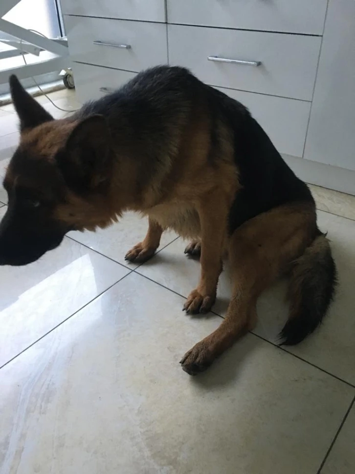 Kayıp köpek “hera”, yaralı halde bulundu