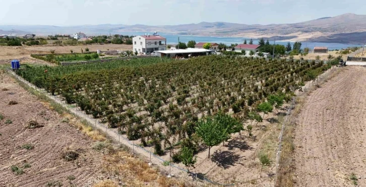 Kayserililer böğürtleni dalında yiyor
