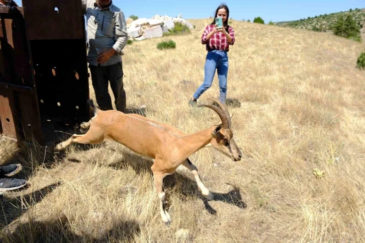 Kazankaya Kanyonu’na 5 dağ keçisi bırakıldı
