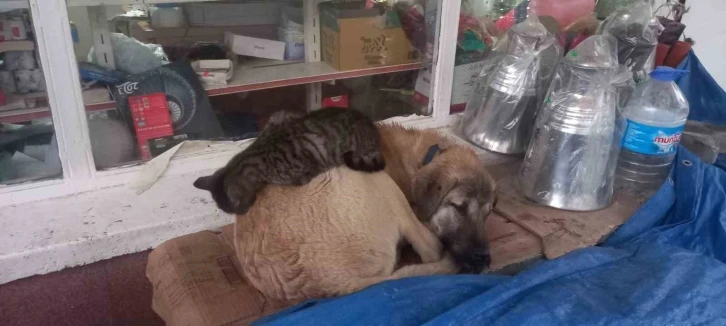 Kedi ’en olmadık yerde’ ısınmaya çalıştı
