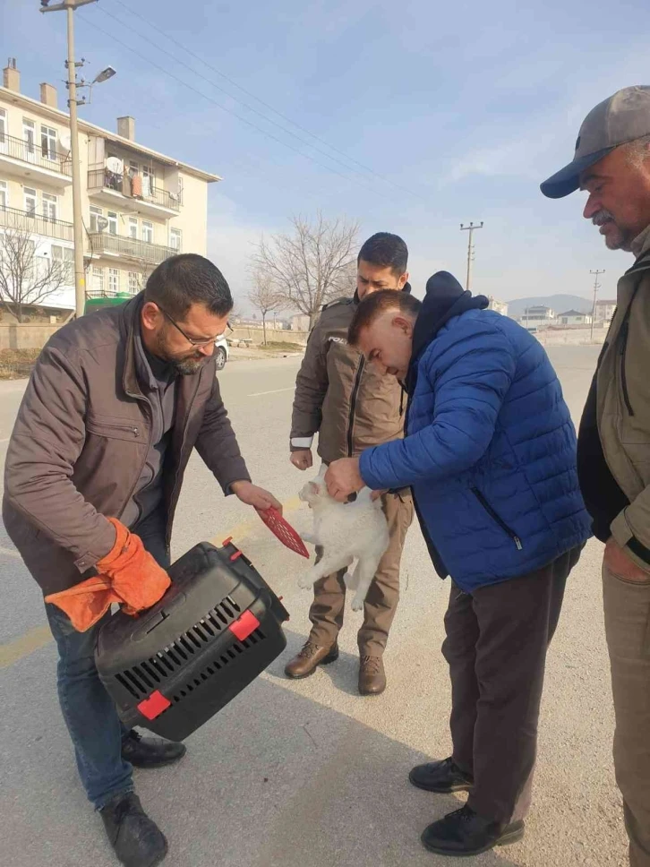 Kedinin imdadına HAYDİ ekipleri yetişti
