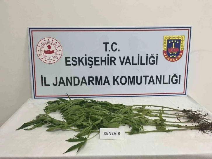 Kenevir yetiştiren şahıslara jandarma operasyonu
