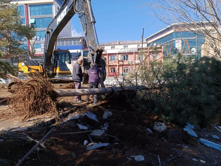 Kent Meydanındaki yarım asırlık çınarlar naklediliyor
