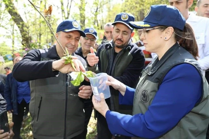 Kestane Ormanları, zararlı böceklerden korunuyor
