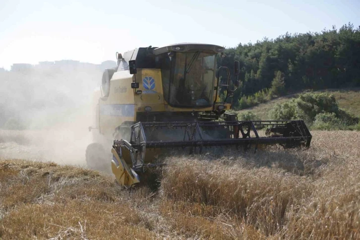 Kestel Belediyesi Türkiye’nin en ucuz ekmeği için buğday hasadını yaptı