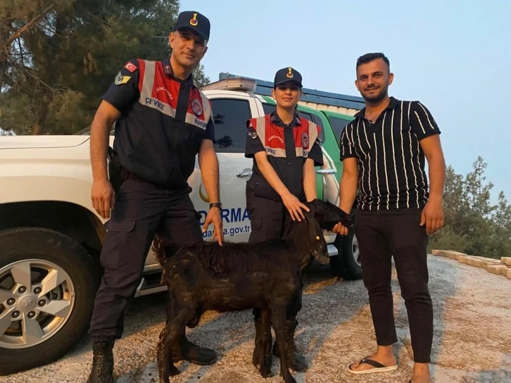 Kilis’te kaybolan keçiyi Jandarma buldu
