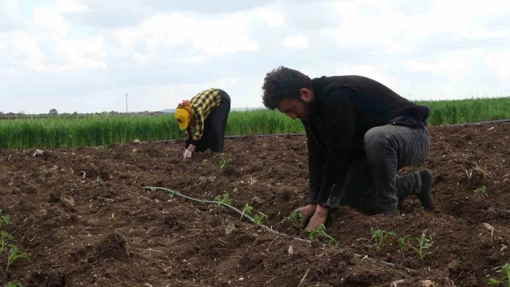 Kilisin en küçük ilçesi Polateli’nde domates fidesi toprakla buluştu
