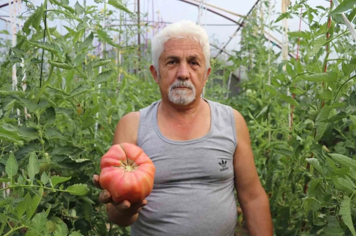 Kimsenin kullanmadığı tohumları kullandı, aldığı sonuç hayrete düşürdü
