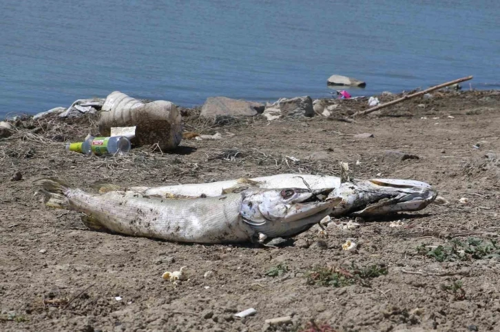 Kızılca Göleti’nde ekolojik felaket: Göletteki neredeyse tüm balıklar can verdi
