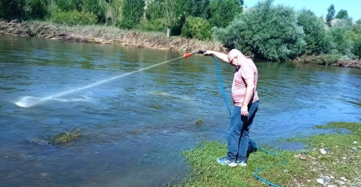 Kızılırmak’ta üvez sineği ile etkin mücadele devam ediyor
