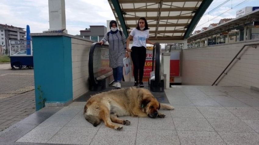 Bursalıların maskotu oldu