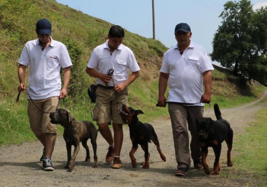 Köpeklere 'insanmış gibi' davranmayın 