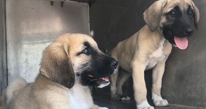   Yavru köpeklere akılalmaz işkence