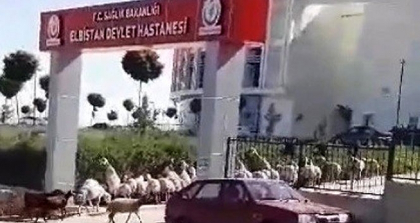 Kaçak koyunlar hastaneyi işgal etti