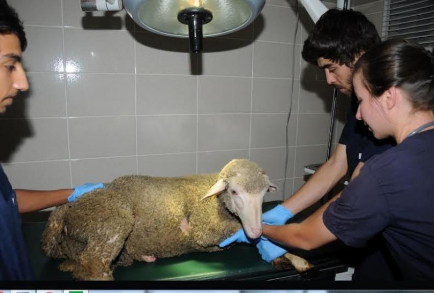 Bursa hayvan hastanesinde sezaryen doğum