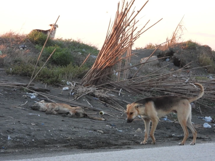 ’Köpeği bilerek ezdi’ iddiası
