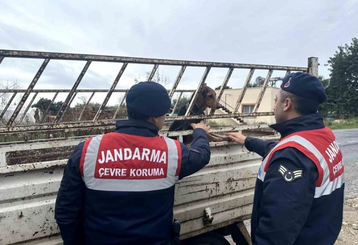 Köpek hırsızı jandarma ekiplerince yakalandı
