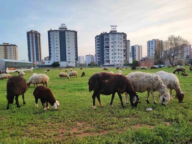 Köy ve kent iç içe geçti
