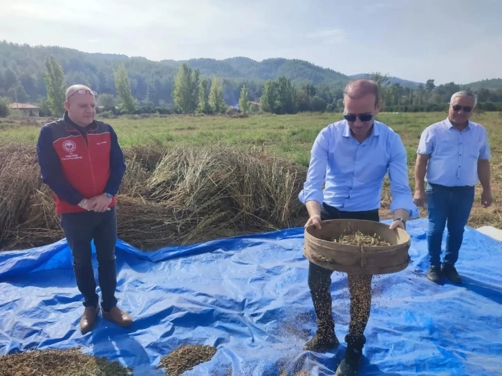 Köyceğiz Kaymakamı Maslak hasada katılarak susam eledi
