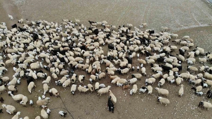 Koyun ve kuzuların renkli buluşması
