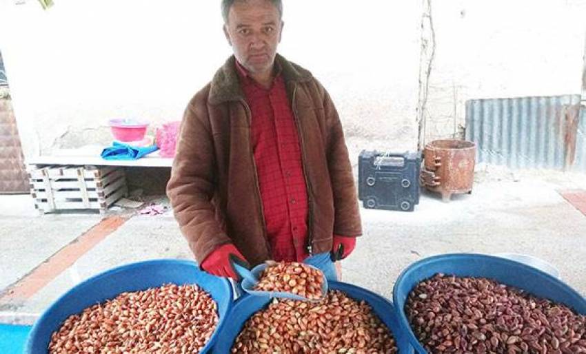 Tohumluk kuru soğanın fiyatı düştü