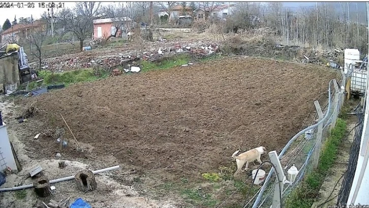 Kümese giren köpek tavuğu alıp kaçtı, o anlar kameraya yansıdı
