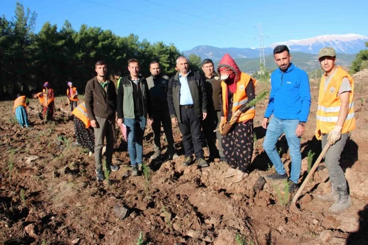 Kumluca’ya 50 dönümlük alanda ikinci bal ormanı
