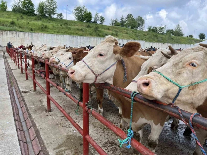 Kurban Bayramı öncesinde hayvan pazarında denetim
