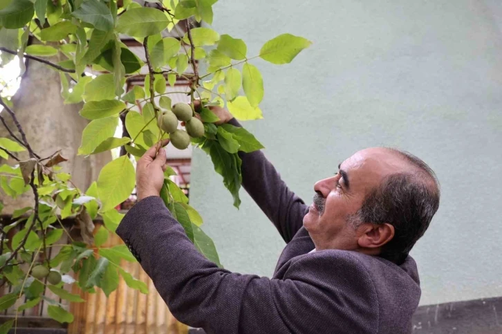 Küresel ısınma cevizi de vurdu
