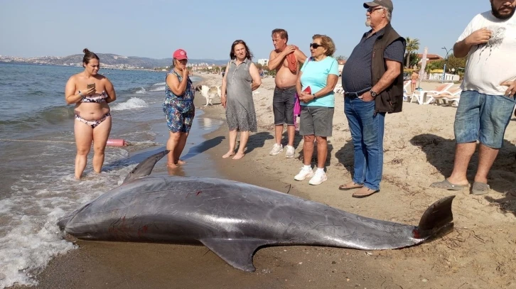 Kuşadası Körfezi’nde su yüzeyinde ’Afalina’ türü yunus bulundu
