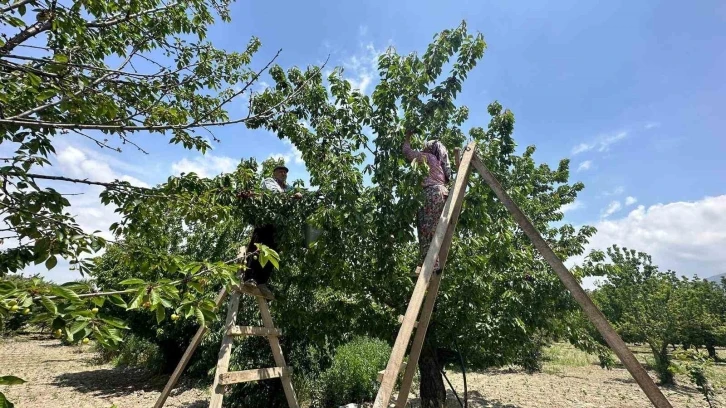 Kuşadası’nda kiraz hasadı devam ediyor
