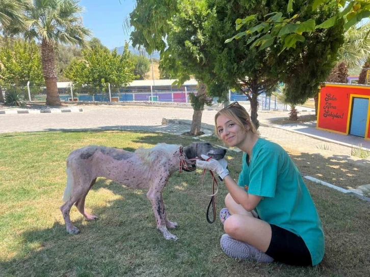 Kuşadası’nda orman yangınından kurtarılan köpek sağlığına kavuştu
