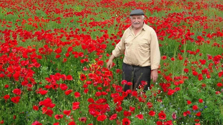 Kütahya’da gelincik tarlası görsel şölen sunuyor
