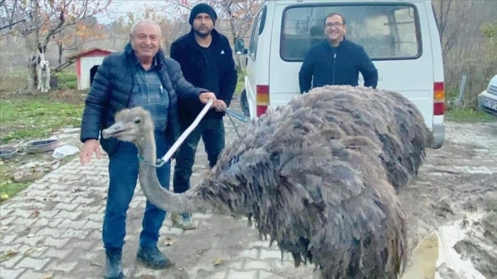 Kütahya'da sahibinden kaçan deve kuşu kara yoluna girdi