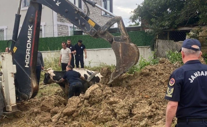 Kuyuya düşen büyükbaş, kepçeyle kurtarıldı
