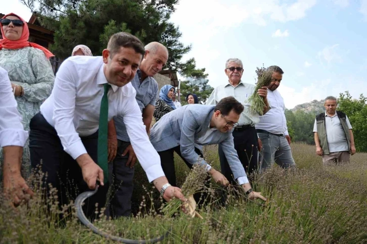 Lavanta bahçelerinde ellik ve orakla geleneksel hasat
