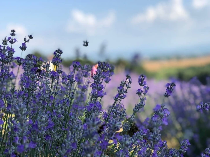 Lavanta bahçesi fotoğrafçıların ve yerli turistlerin uğrak noktası oldu
