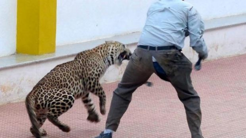 Okula giren leopar dehşet saçtı!