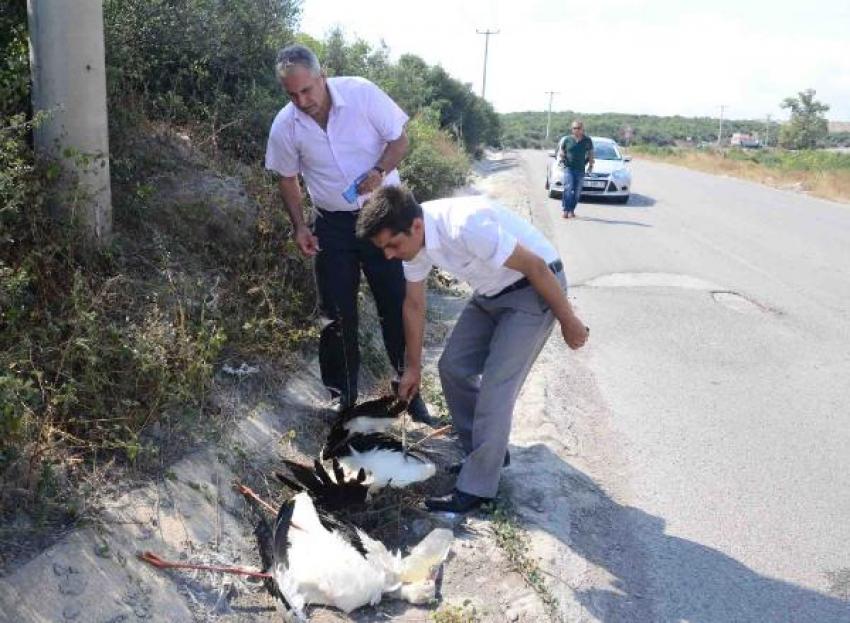 Dilovası'nda telef olan leyleklere inceleme