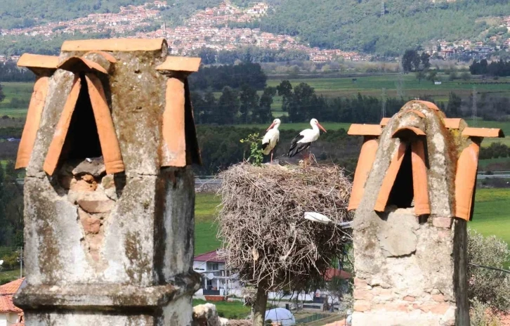 Leylek sayısı arttı, yuva kalmadı
