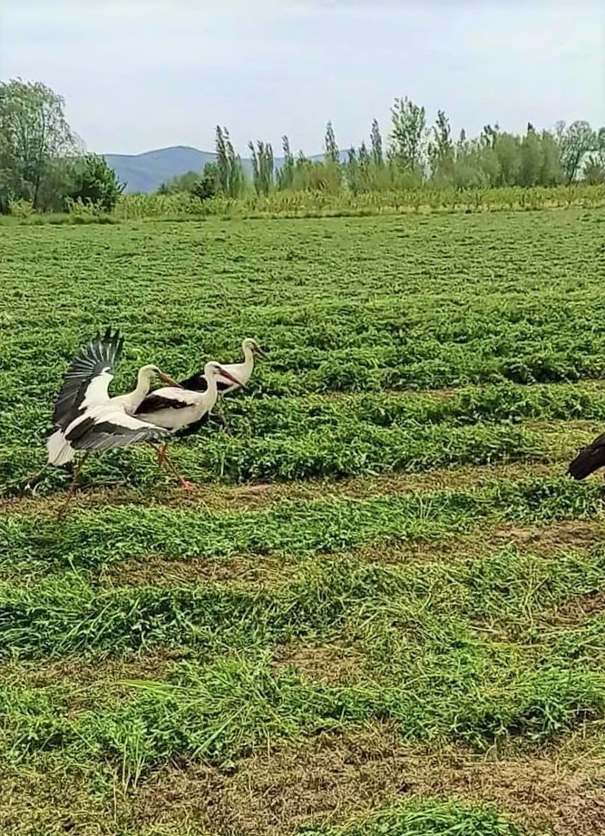 Leylekler hasattan payına düşeni aldı
